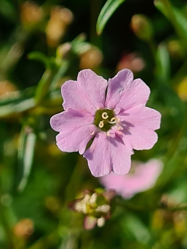 Heliosperma pusillum (Heliosperma pusillum)