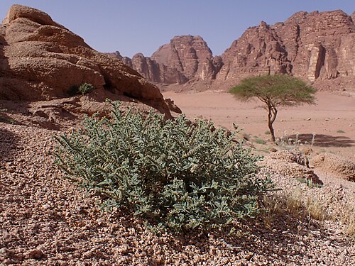 Heliotropium arbainense: Heliotropium arbainense in Wadi Rum in Jordan