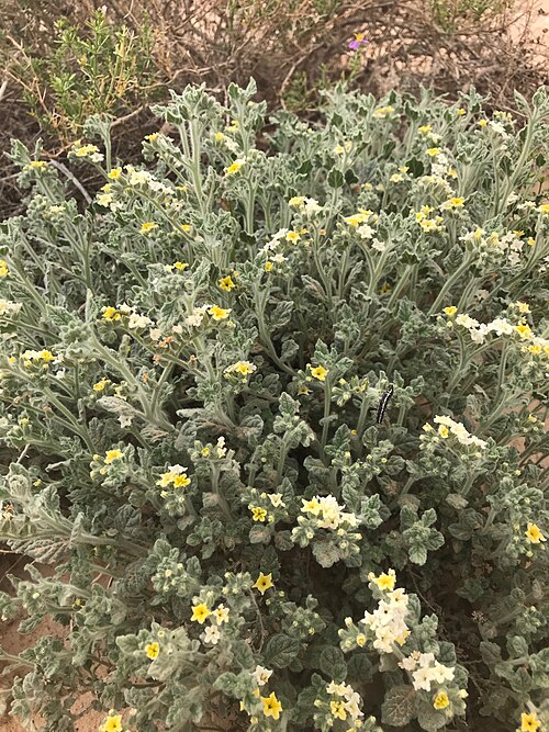 Heliotropium arbainense: Heliotropium arbainense, Paran