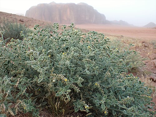 Heliotropium arbainense: Heliotropium arbainense in Wadi Rum in Jordan