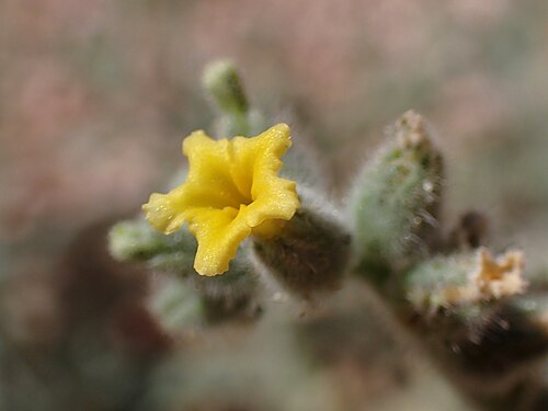 Heliotropium arbainense: Heliotropium arbainense in Wadi Rum in Jordan