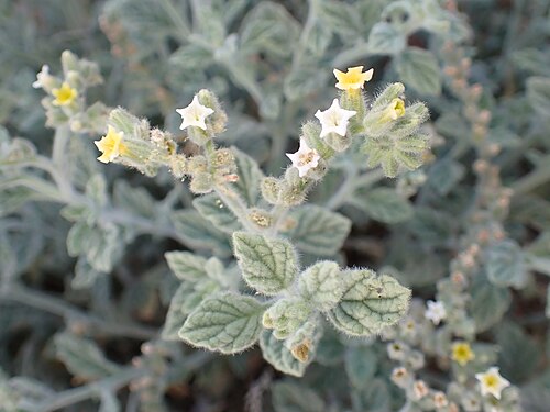 Heliotropium arbainense: Heliotropium arbainense in Wadi Rum in Jordan