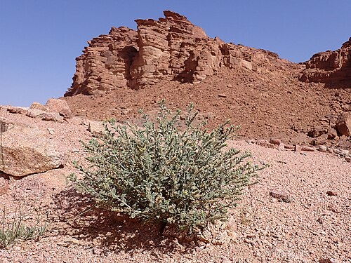Heliotropium arbainense: Heliotropium arbainense in Wadi Rum in Jordan
