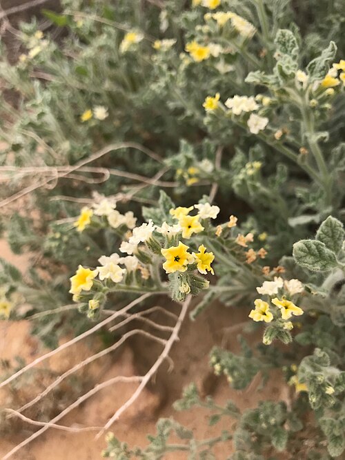 Heliotropium arbainense: Heliotropium arbainense, Paran
