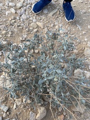 Heliotropium calcareum (Heliotropium calcareum)