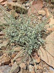 Heliotropium calcareum (Heliotropium calcareum)