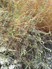 Heliotropium calcareum (Heliotropium calcareum)
