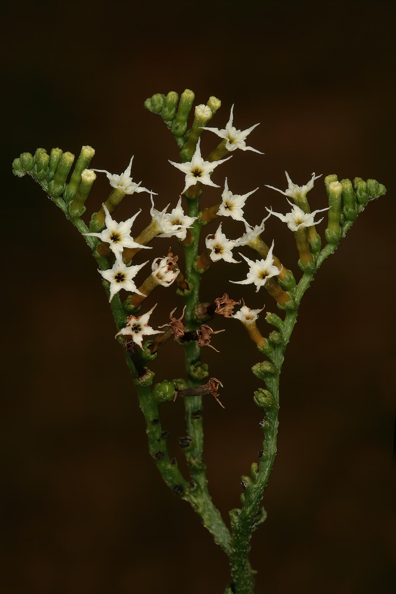 Heliotropium ciliatum: Heliotropium ciliatum , inflorescences; grassland near Wolmaransstad, North West, South Africa