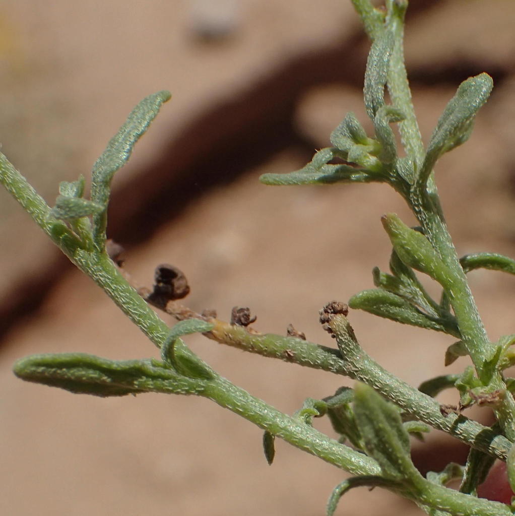 Heliotropium ciliatum (Heliotropium ciliatum)