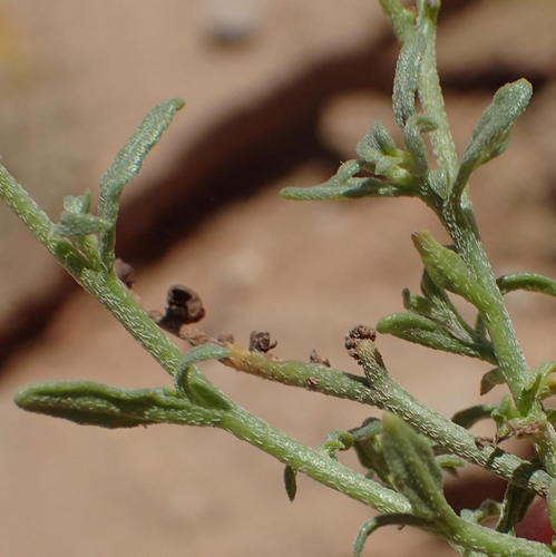 Heliotropium ciliatum (Heliotropium ciliatum)