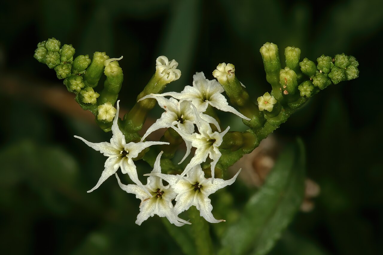 Heliotropium ciliatum: Heliotropium ciliatum , flowers; grassland between Wolmaransstad and Makwassie, North West, South Africa