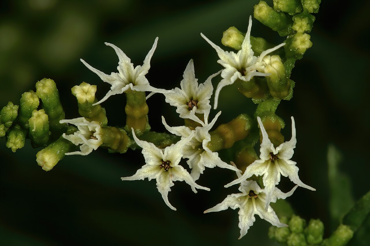 Heliotropium ciliatum: Heliotropium ciliatum , flowers; grassland between Wolmaransstad and Makwassie, North West, South Africa