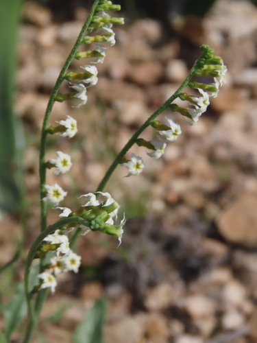 Heliotropium ciliatum (Heliotropium ciliatum)