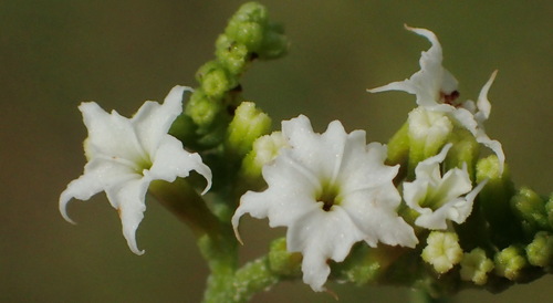 Heliotropium ciliatum (Heliotropium ciliatum)