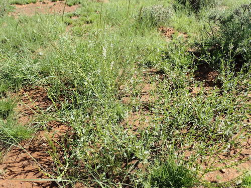 Heliotropium ciliatum (Heliotropium ciliatum)