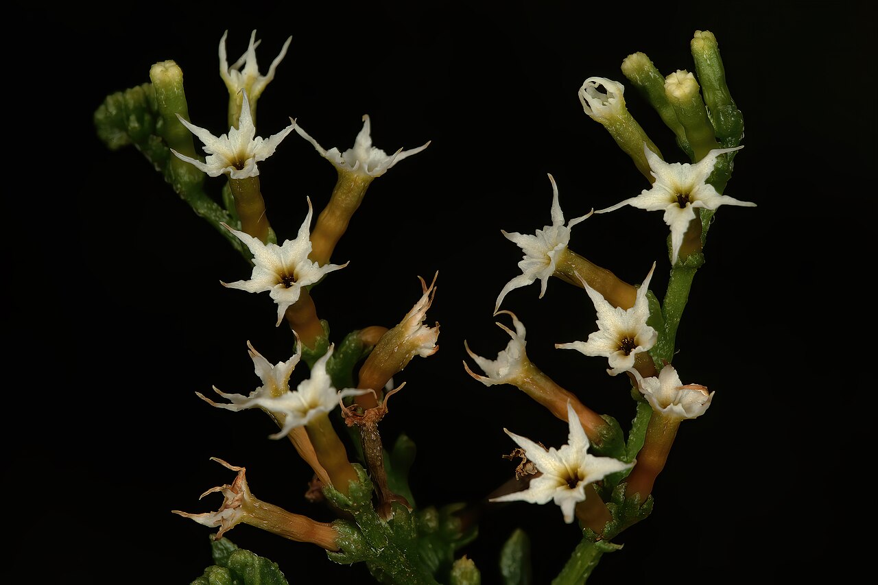 Heliotropium ciliatum: Heliotropium ciliatum , flowers; grassland near Wolmaransstad, North West, South Africa