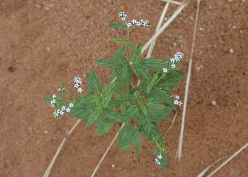 Heliotropium ciliatum (Heliotropium ciliatum)