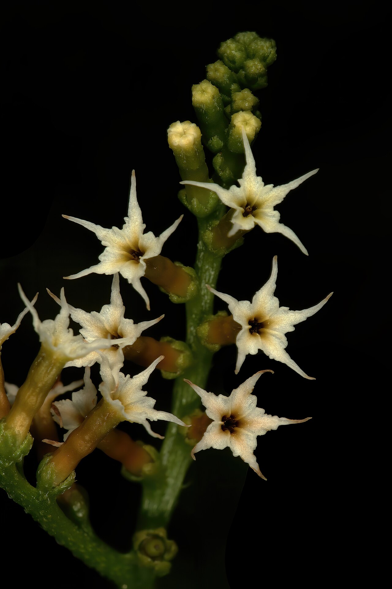Heliotropium ciliatum: Heliotropium ciliatum , flowers; grassland near Wolmaransstad, North West, South Africa