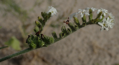 Heliotropium ciliatum (Heliotropium ciliatum)