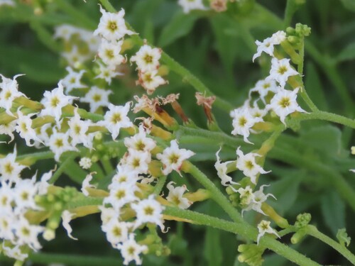 Heliotropium ciliatum (Heliotropium ciliatum)