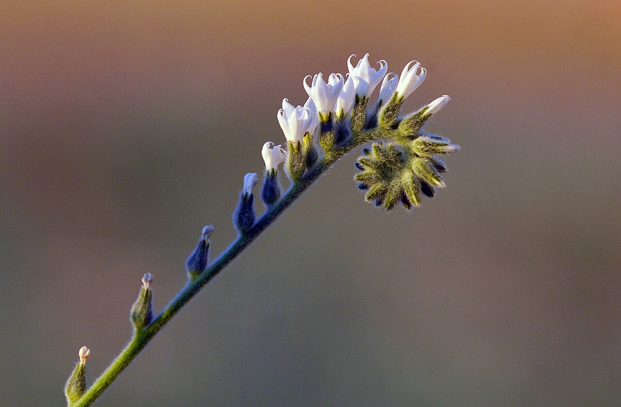 Heliotropium circinatum: Giyagewrik-Stewr