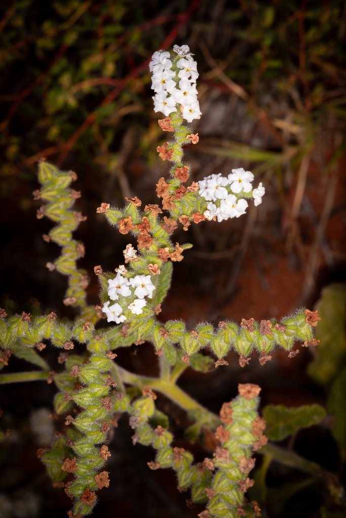 Heliotropium crispatum (Heliotropium crispatum)