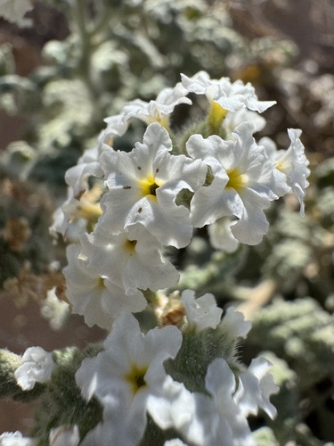Heliotropium crispatum (Heliotropium crispatum)