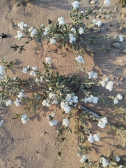 Heliotropium crispum (Heliotropium crispum)