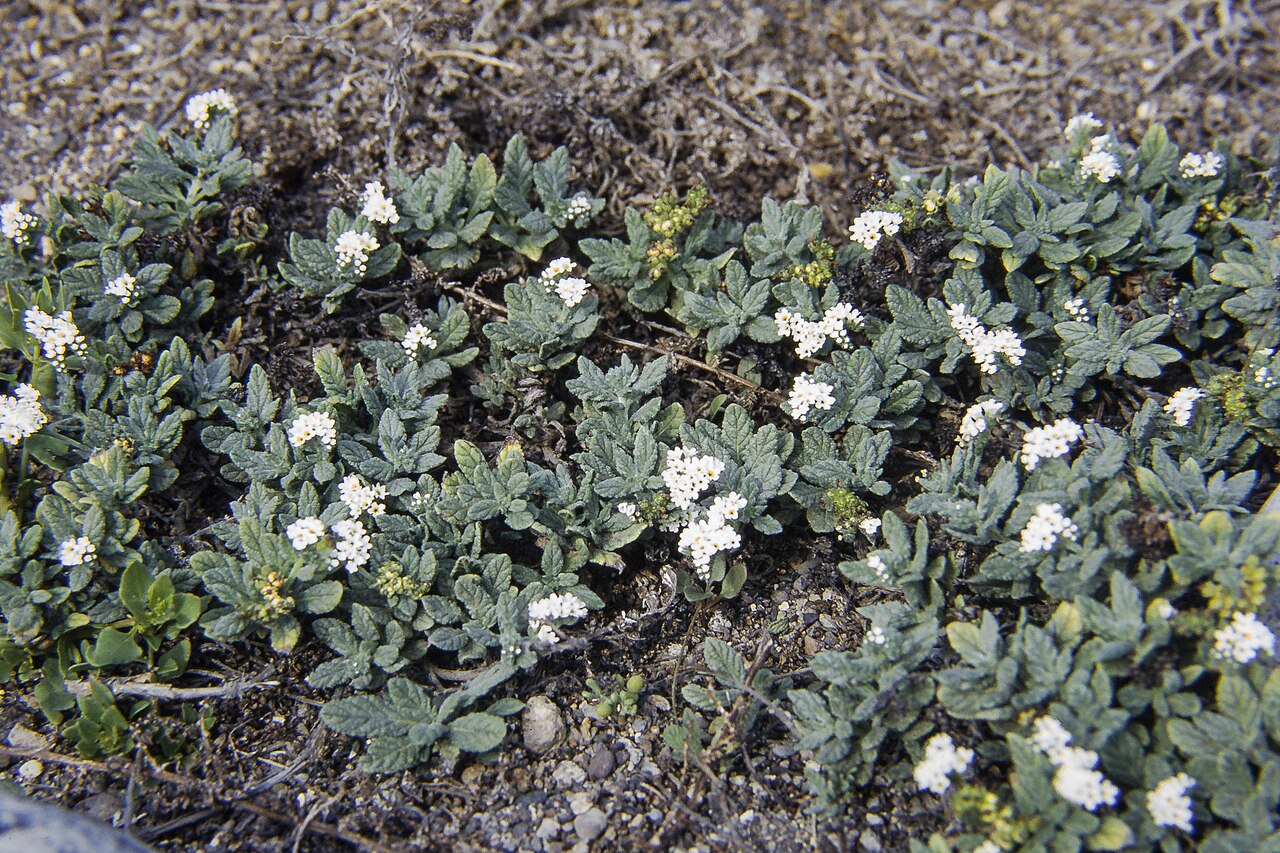 Heliotropium crispum: Heliotropium crispum (syn. H. erosum ), seashore, El Médano, Tenerife; converted from a slide photograph taken on 5 January 1997