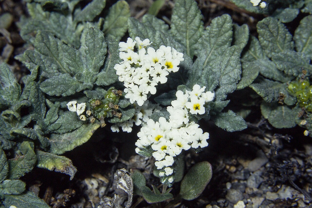 Heliotropium crispum: Heliotropium crispum (syn. H. erosum ), seashore, El Médano, Tenerife; converted from a slide photograph taken on 5 January 1997