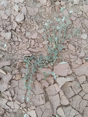 Heliotropium crispum (Heliotropium crispum)