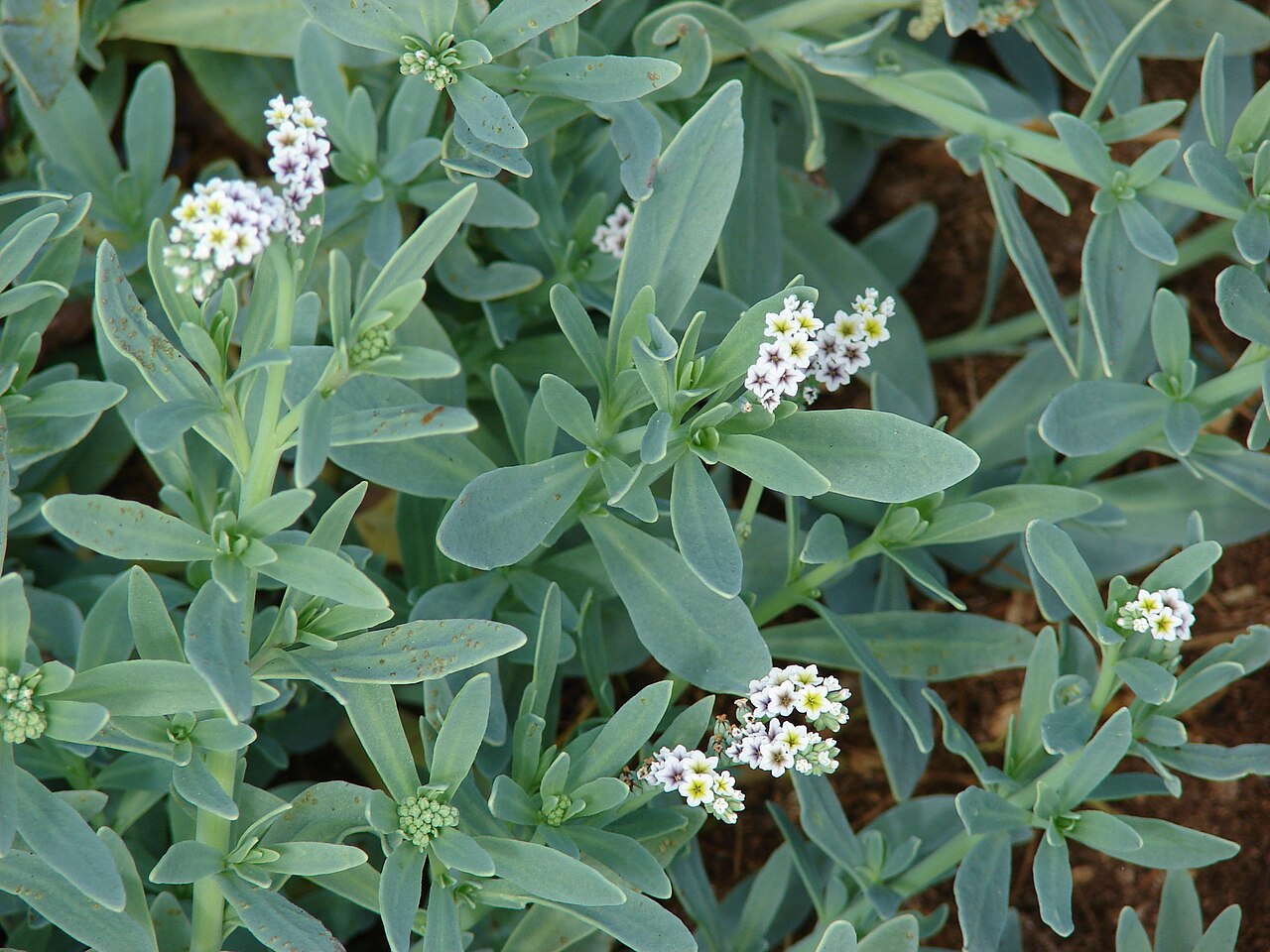 Salt heliotrope: Heliotropium curassavicum (flowers and leaves). Location: Maui, Laie Kihei