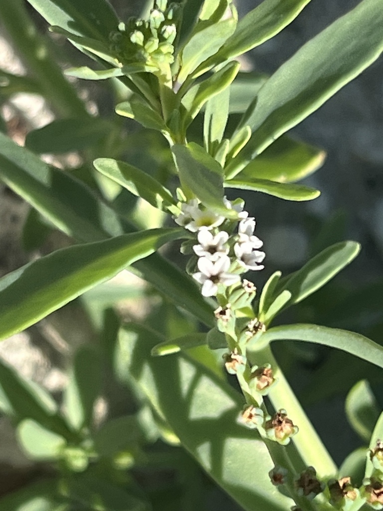 Salt heliotrope (Heliotropium curassavicum)