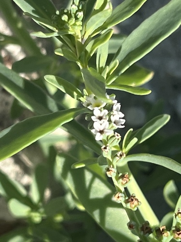 Salt heliotrope (Heliotropium curassavicum)