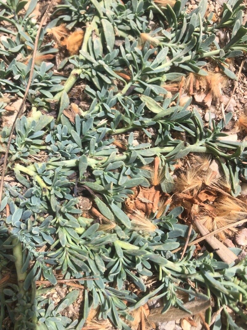 Salt heliotrope (Heliotropium curassavicum)