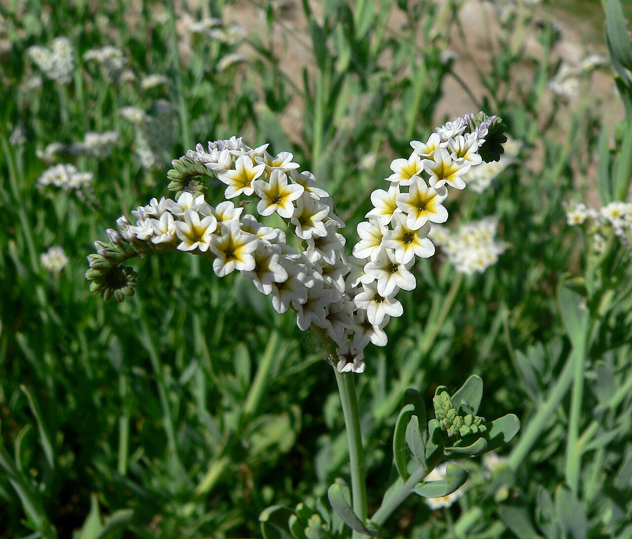 Salt heliotrope: Heliotropium curassavicum on the banks of the Muddy River near Interstate 15, Moapa Valley, southern Nevada