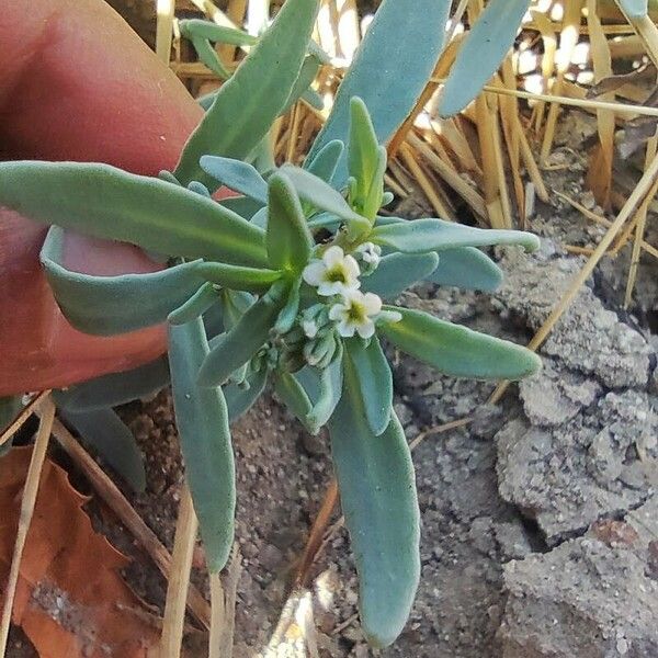 Salt heliotrope (Heliotropium curassavicum)