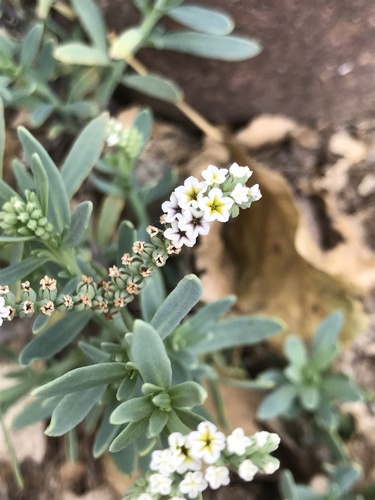 Salt heliotrope (Heliotropium curassavicum)