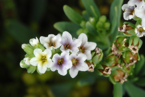 Salt heliotrope (Heliotropium curassavicum)