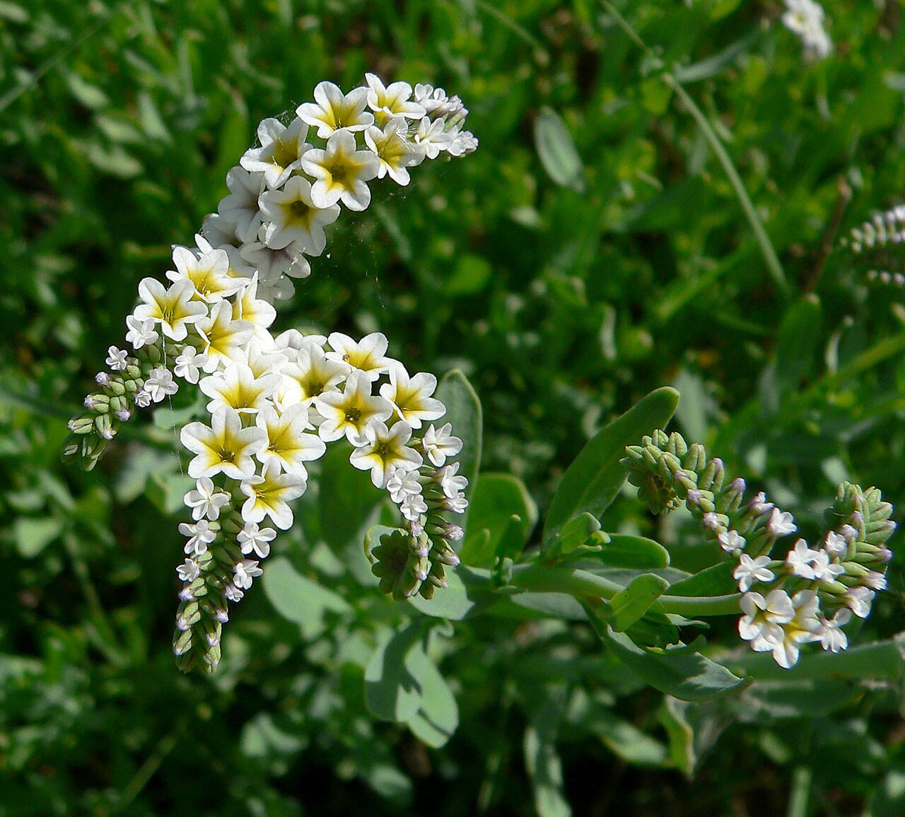 Salt heliotrope: Heliotropium curassavicum on the banks of the Muddy River near Interstate 15, Moapa Valley, southern Nevada