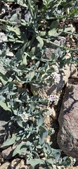 Salt heliotrope (Heliotropium curassavicum)