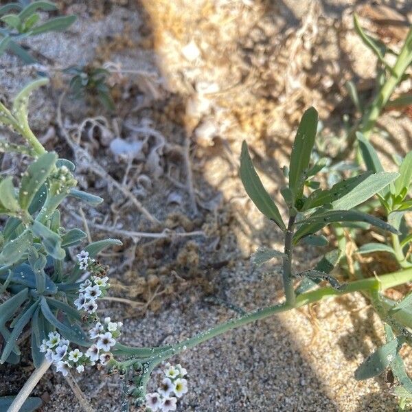 Salt heliotrope (Heliotropium curassavicum)