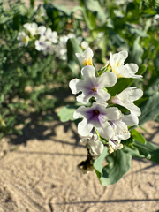 Salt heliotrope (Heliotropium curassavicum)
