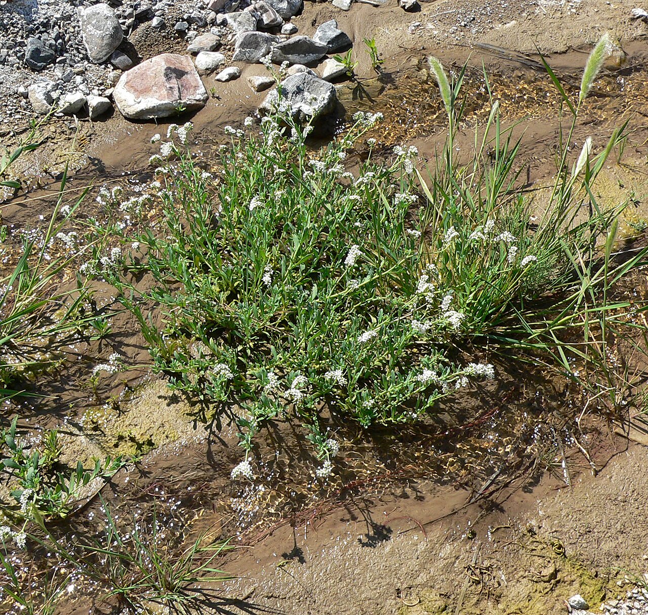 Salt heliotrope: Heliotropium curassavicum in Furnace Creek Wash, Death Valley , California