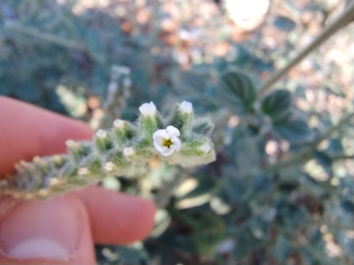 Heliotropium dolosum (Heliotropium dolosum)