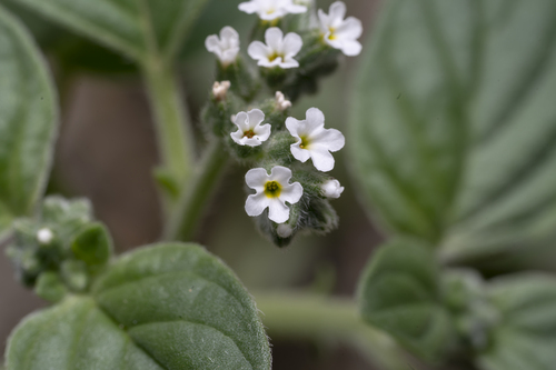 Heliotropium dolosum (Heliotropium dolosum)