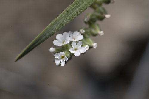 Heliotropium dolosum (Heliotropium dolosum)