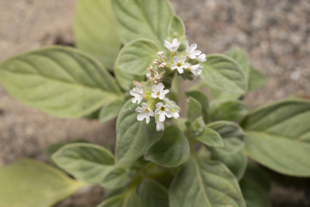 Heliotropium dolosum (Heliotropium dolosum)