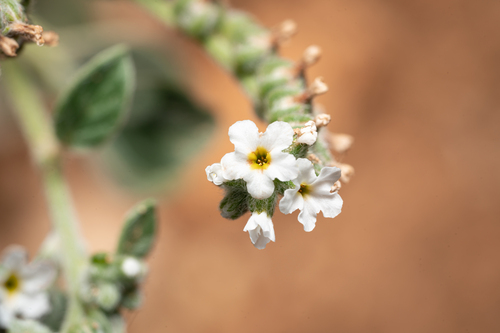 Heliotropium dolosum (Heliotropium dolosum)