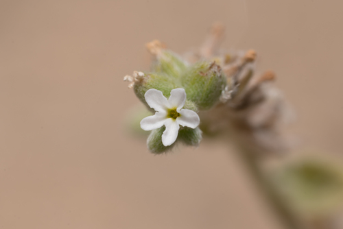 Heliotropium dolosum (Heliotropium dolosum)
